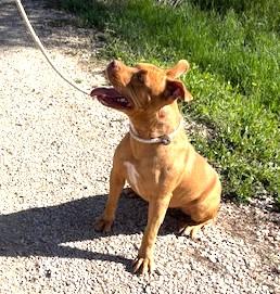 Jessy, splendida pit dagli occhi marroni  Foto 5